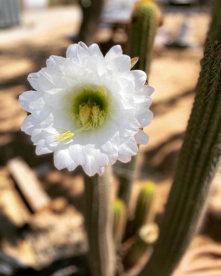 Ecovino Valle De Guadalupe Exteriér fotografie